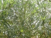 Photo Pépinière Filippi Artemisia Arborescens Carcassonne