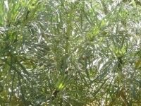 Artemisia Arborescens Carcassonne