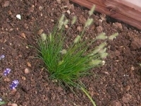 Photo Pennisetum Alopecuroides 'hameln'