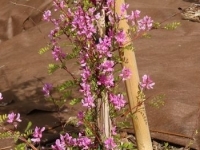 Photo Indigofera Himalayensis 'silk Road' Pbr