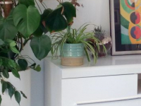 Photo Cache Pot