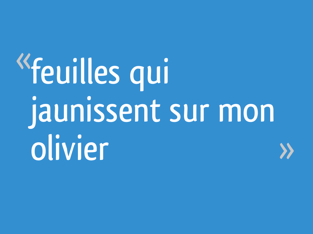 Feuilles qui jaunissent sur mon olivier 16 messages