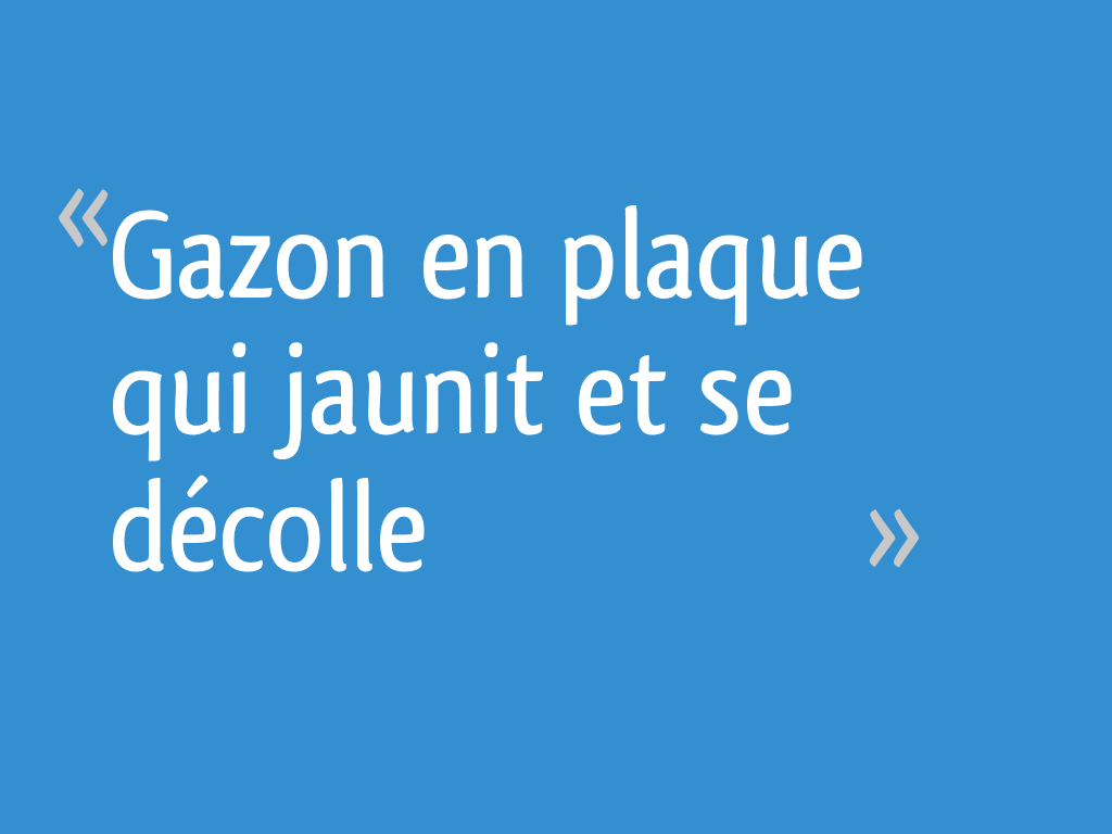 Gazon en plaque qui jaunit et se décolle 13 messages
