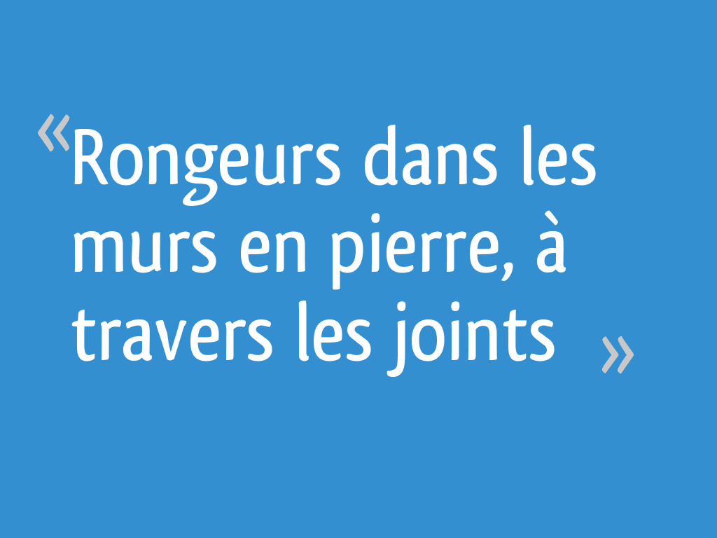 Rongeurs dans les murs en pierre, à travers les joints 5 messages — free download